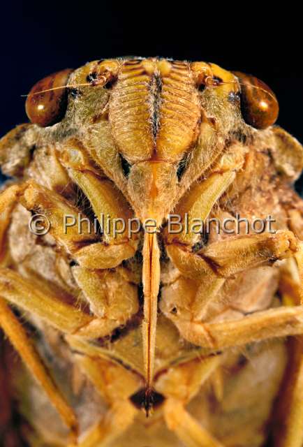 Yanga guttulata.JPG - in "Portraits d'insectes" ed. SeuilYanga guttulataCigaleCicadaHemipteraCicadidaeMadagascar